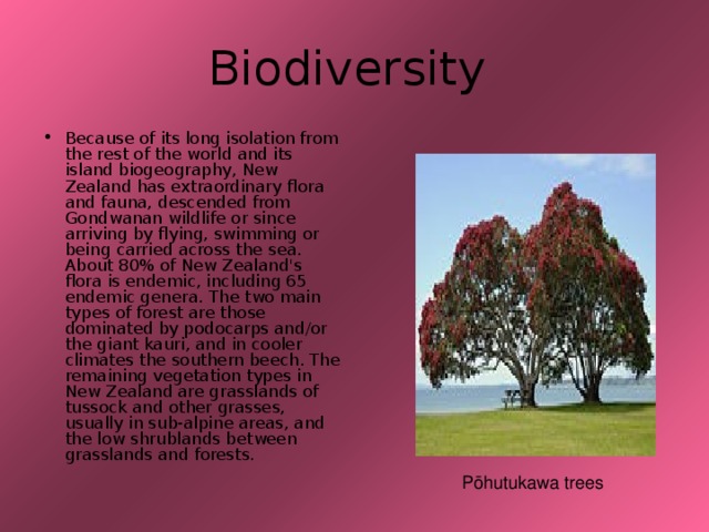 Biodiversity Because of its long isolation from the rest of the world and its island biogeography, New Zealand has extraordinary flora and fauna, descended from Gondwanan wildlife or since arriving by flying, swimming or being carried across the sea. About 80% of New Zealand's flora is endemic, including 65 endemic genera. The two main types of forest are those dominated by podocarps and/or the giant kauri, and in cooler climates the southern beech. The remaining vegetation types in New Zealand are grasslands of tussock and other grasses, usually in sub-alpine areas, and the low shrublands between grasslands and forests. Pōhutukawa trees 