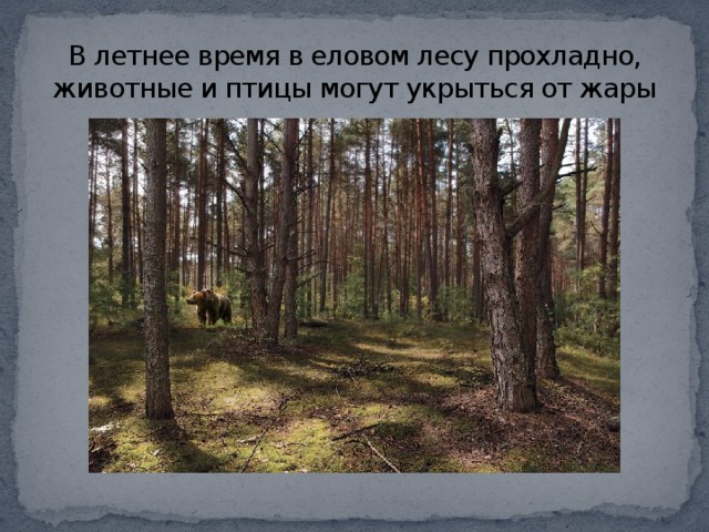 В летнее время в еловом лесу прохладно, животные и птицы могут укрыться от жары 