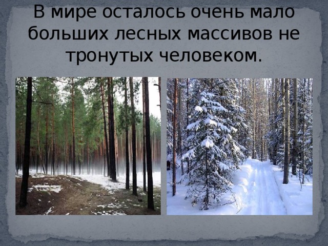 В мире осталось очень мало больших лесных массивов не тронутых человеком. 