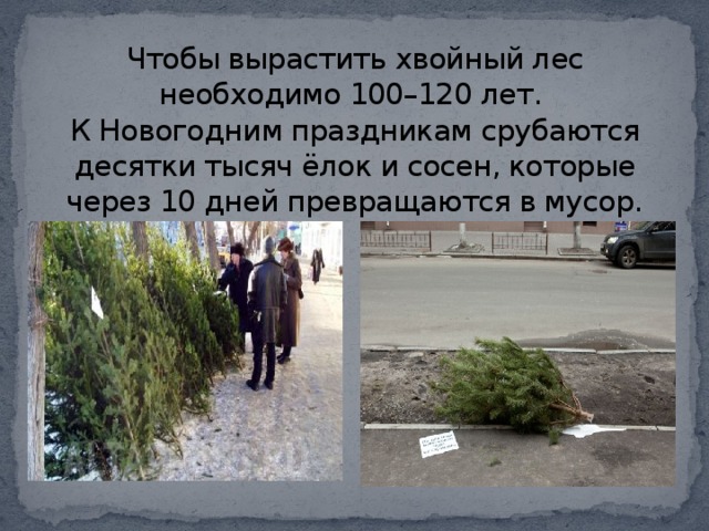 Чтобы вырастить хвойный лес необходимо 100–120 лет.  К Новогодним праздникам срубаются десятки тысяч ёлок и сосен, которые через 10 дней превращаются в мусор. 