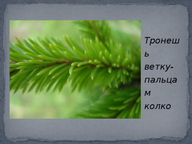 Тронешь ветку-пальцам колко 