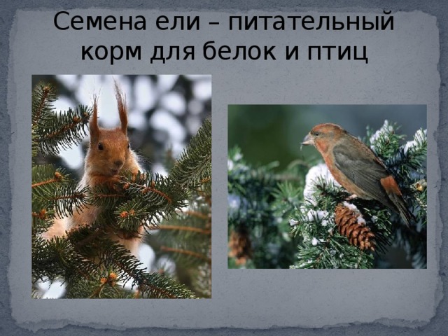 Семена ели – питательный корм для белок и птиц 