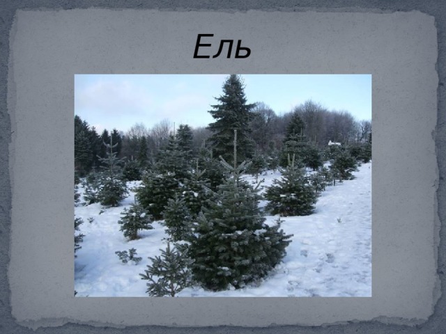 Ель 