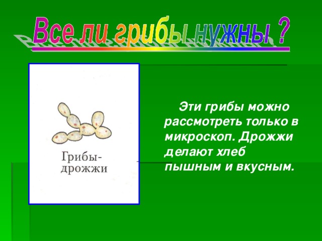  Эти грибы можно рассмотреть только в микроскоп. Дрожжи делают хлеб пышным и вкусным. 