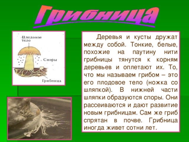  Деревья и кусты дружат между собой. Тонкие, белые, похожие на паутину нити грибницы тянутся к корням деревьев и оплетают их. То, что мы называем грибом – это его плодовое тело (ножка со шляпкой). В нижней части шляпки образуются споры. Они рассеиваются и дают развитие новым грибницам. Сам же гриб спрятан в почве. Грибница иногда живет сотни лет. 