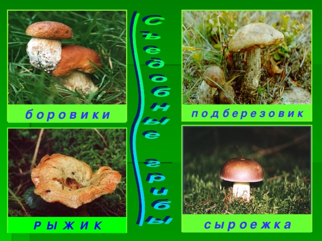 б о р о в и к и п о д б е р е з о в и к с ы р о е ж к а Р Ы Ж И К 