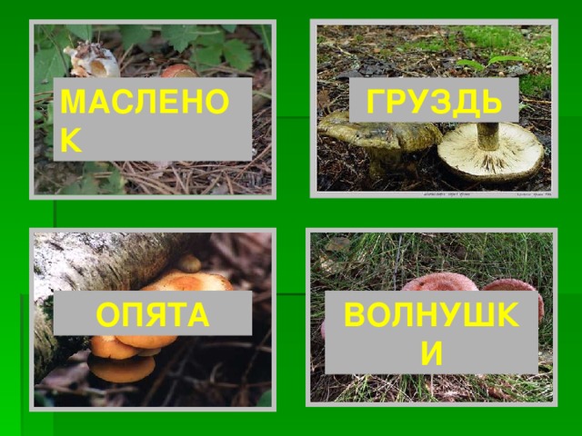 МАСЛЕНОК ГРУЗДЬ ОПЯТА ВОЛНУШКИ 