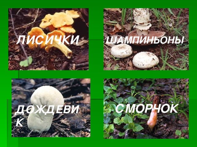 ЛИСИЧКИ ШАМПИНЬОНЫ СМОРЧОК ДОЖДЕВИК 