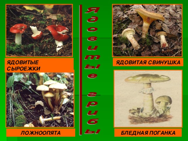 ЯДОВИТАЯ СВИНУШКА ЯДОВИТЫЕ СЫРОЕЖКИ ЛОЖНООПЯТА БЛЕДНАЯ ПОГАНКА 