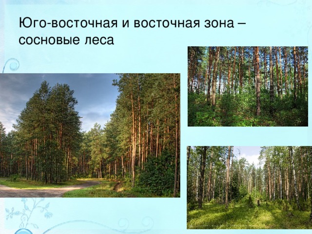 Юго-восточная и восточная зона – сосновые леса 