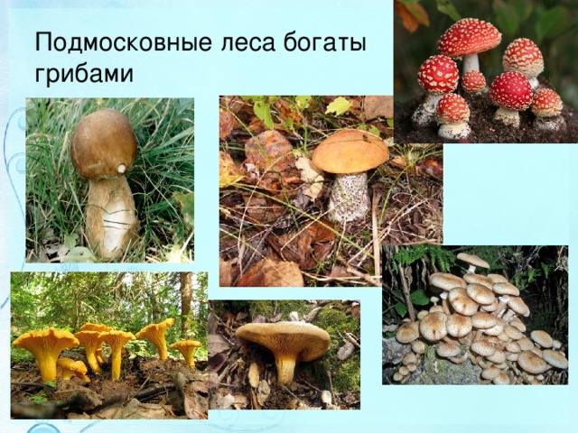 Подмосковные леса богаты грибами 