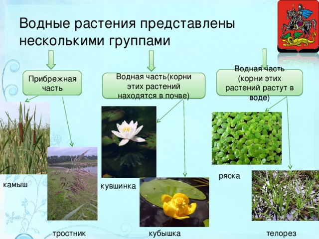 Растения в пруду названия с картинками