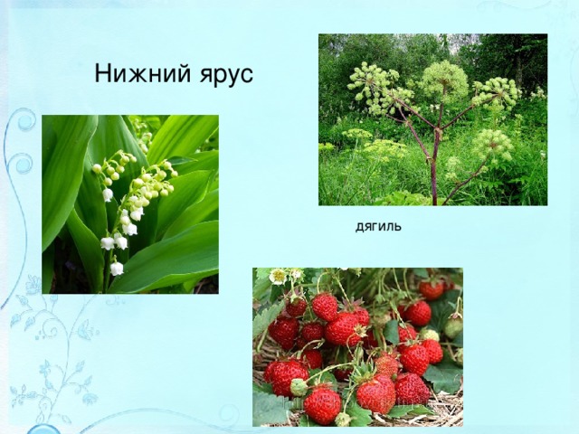 Нижний ярус платформы называется. Растения нижнего яруса. нижний ярус. нижний ярус лета примеры фото. нижний ярус лета примеры.