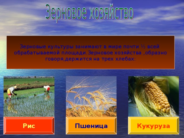 Зерновые культуры занимают в мире почти ½ всей обрабатываемой площади . Зерновое хозяйства , образно говоря , держится на трех хлебах : Пшеница Рис Кукуруза 