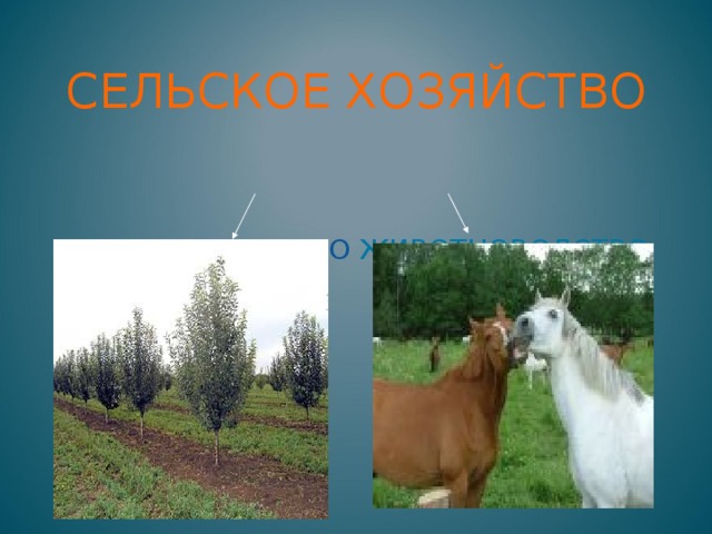  СЕЛЬСКОЕ ХОЗЯЙСТВО    РАСТЕНИЕВОДСТВО ЖИВОТНОВОДСТВО 