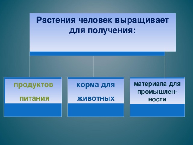 Растения человек выращивает для получения:  продуктов  питания корма для животных материала для промышлен-ности 