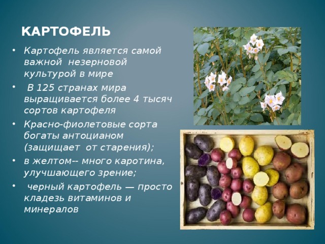 6 картофель 3 4. Сорта культурных растений картофель. Картофель в растениеводстве сообщение. География распространения картофеля. География картофеля в России.