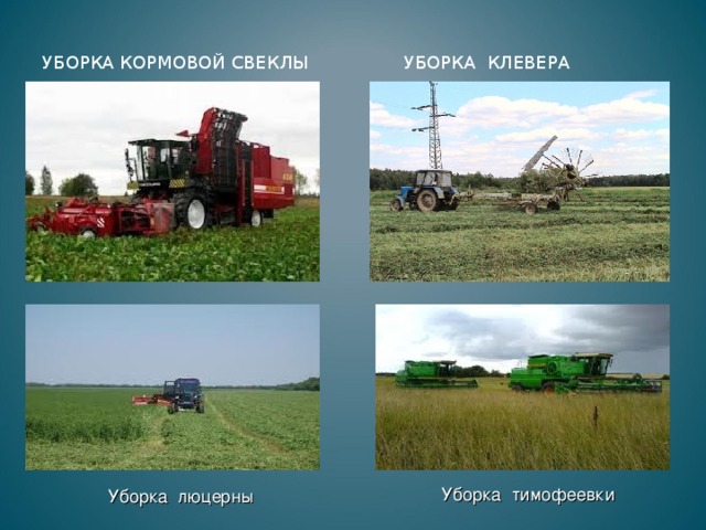 УБОРКА КОРМОВОЙ СВЕКЛЫ УБОРКА КЛЕВЕРА Уборка тимофеевки Уборка люцерны 