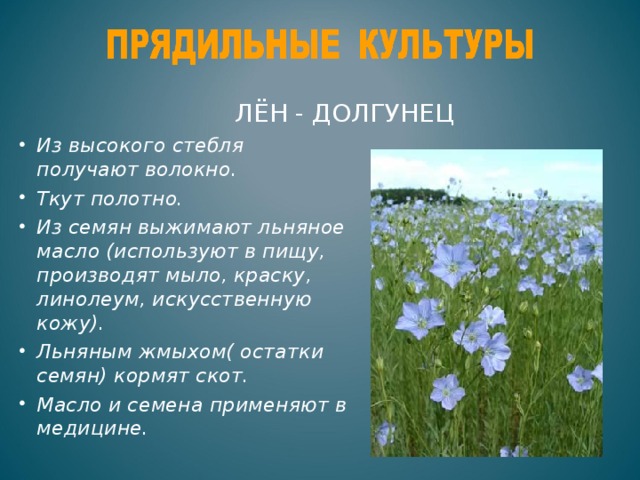 ЛЁН - ДОЛГУНЕЦ Из высокого стебля получают волокно. Ткут полотно. Из семян выжимают льняное масло (используют в пищу, производят мыло, краску, линолеум, искусственную кожу). Льняным жмыхом( остатки семян) кормят скот. Масло и семена применяют в медицине.  
