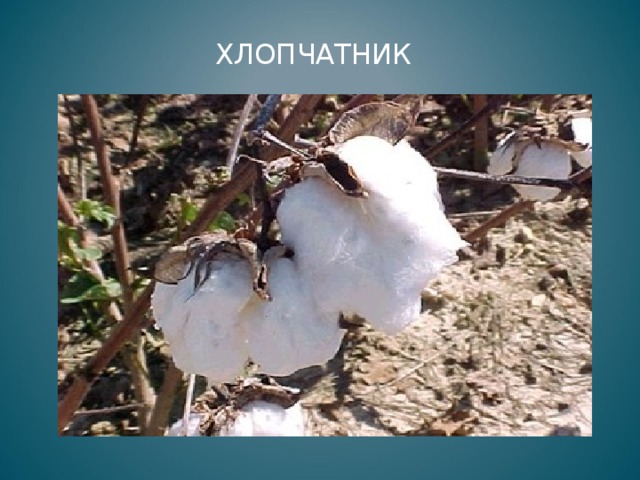 ХЛОПЧАТНИК 