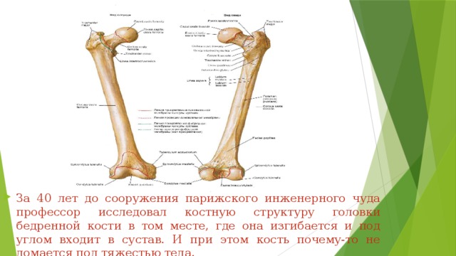 За 40 лет до сооружения парижского инженерного чуда профессор исследовал костную структуру головки бедренной кости в том месте, где она изгибается и под углом входит в сустав. И при этом кость почему-то не ломается под тяжестью тела. 