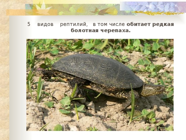    5 видов рептилий, в том числе обитает редкая болотная черепаха.   