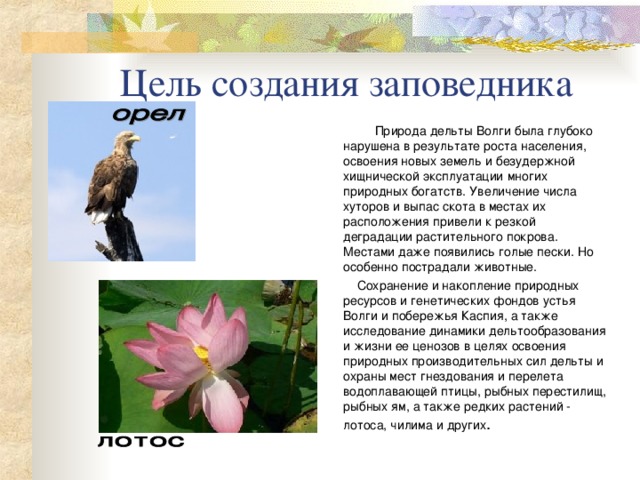 Цель создания заповедника  Природа дельты Волги была глубоко нарушена в результате роста населения, освоения новых земель и безудержной хищнической эксплуатации многих природных богатств. Увеличение числа хуторов и выпас скота в местах их расположения привели к резкой деградации растительного покрова. Местами даже появились голые пески. Но особенно пострадали животные.  Сохранение и накопление природных ресурсов и генетических фондов устья Волги и побережья Каспия, а также исследование динамики дельтообразования и жизни ее ценозов в целях освоения природных производительных сил дельты и охраны мест гнездования и перелета водоплавающей птицы, рыбных перестилищ, рыбных ям, а также редких растений - лотоса, чилима и других . 