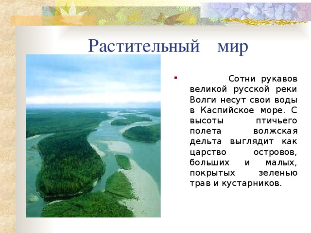 Растительный  мир  Сотни рукавов великой русской реки Волги несут свои воды в Каспийское море. С высоты птичьего полета волжская дельта выглядит как царство островов, больших и малых, покрытых зеленью трав и кустарников. 