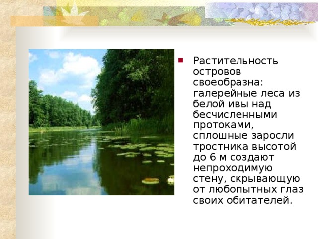 Растительность островов своеобразна: галерейные леса из белой ивы над бесчисленными протоками, сплошные заросли тростника высотой до 6 м создают непроходимую стену, скрывающую от любопытных глаз своих обитателей . 