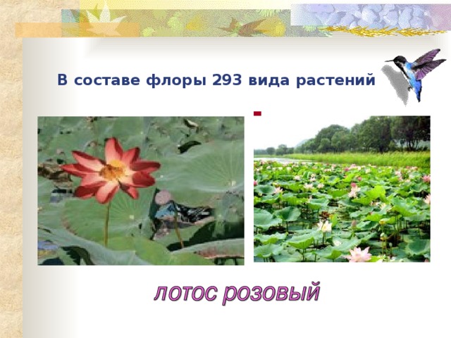 В составе флоры 293 вида растений 