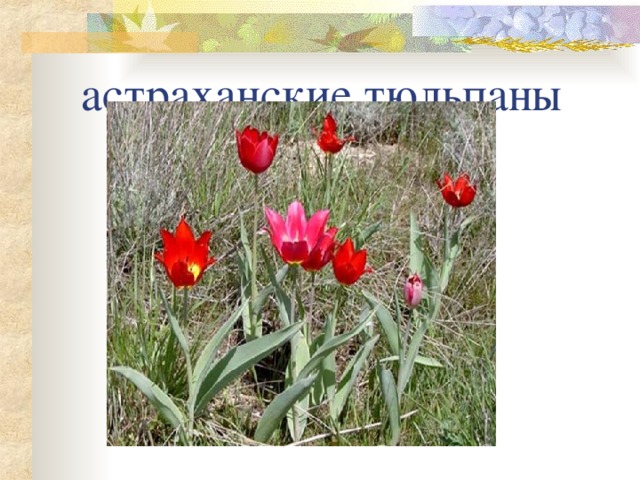 астраханские тюльпаны 