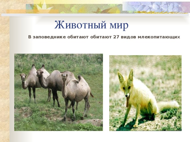 Животный мир  В заповеднике обитают обитают 27 видов млекопитающих 