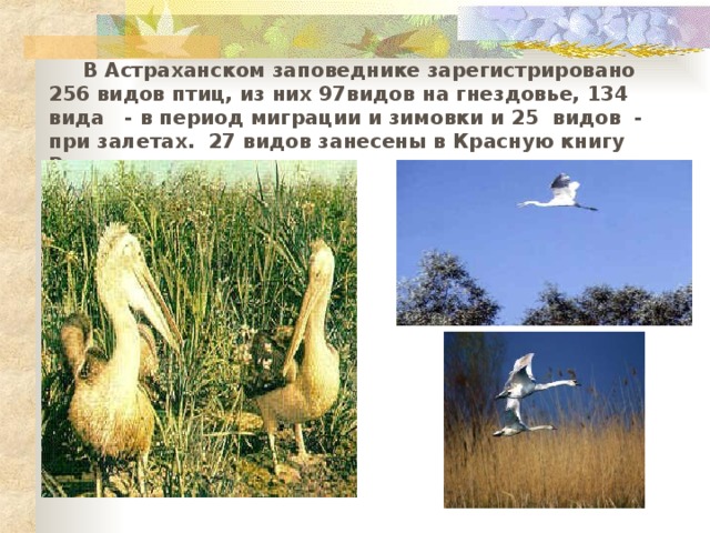  В Астраханском заповеднике зарегистрировано 256 видов птиц, из них 97 видов на гнездовье, 134 вида - в период миграции и зимовки и 25 видов - при залетах. 27 видов занесены в Красную книгу России 