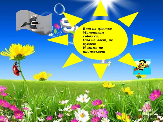 Вот на цветке Маленькая собачка, Она не лает, не кусает И мимо не пропускает 