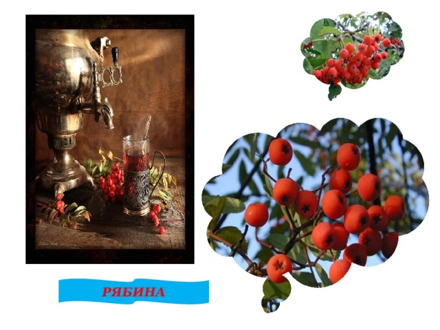 РЯБИНА 