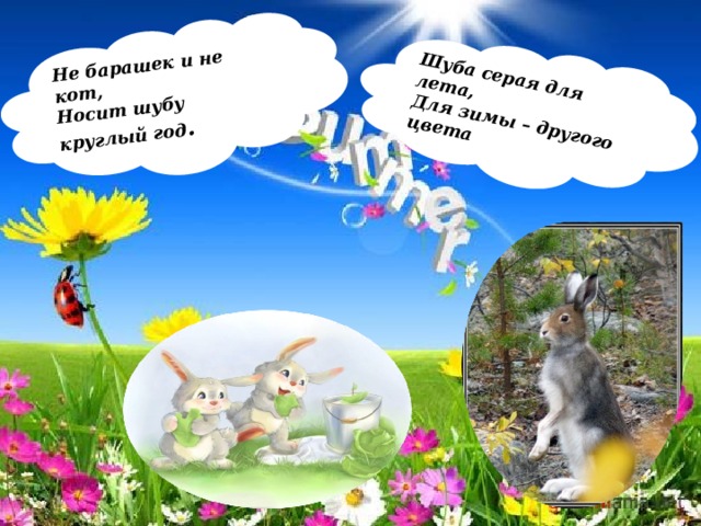 Не барашек и не кот, Носит шубу круглый год . Шуба серая для лета, Для зимы – другого цвета 