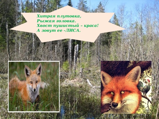 Хитрая плутовка, Рыжая головка. Хвост пушистый – краса! А зовут ее –ЛИСА. 