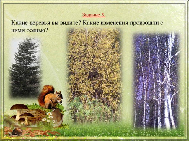 Задание 3.  Какие деревья вы видите? Какие изменения произошли с ними осенью?  