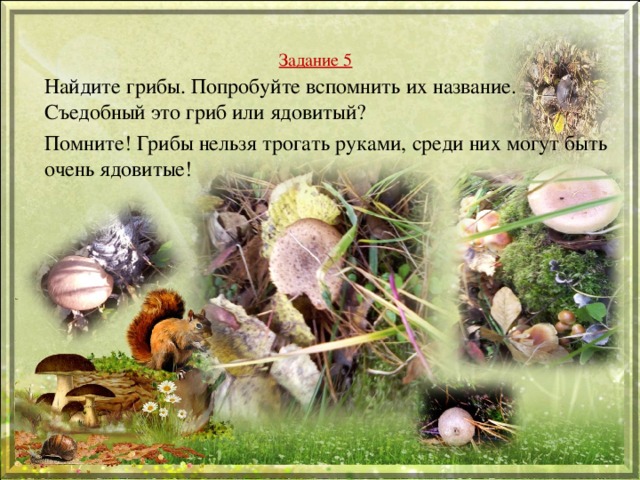 Задание 5 Найдите грибы. Попробуйте вспомнить их название. Съедобный это гриб или ядовитый? Помните! Грибы нельзя трогать руками, среди них могут быть очень ядовитые! 