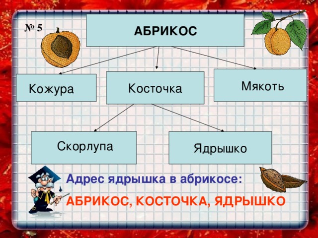 АБРИКОС № 5 Косточка Мякоть Кожура Ядрышко Скорлупа Адрес ядрышка в абрикосе: АБРИКОС, КОСТОЧКА, ЯДРЫШКО 