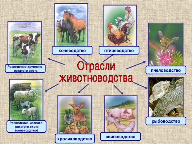 птицеводство коневодство Разведение крупного  рогатого скота пчеловодство рыбоводство Разведение мелкого  рогатого скота (овцеводство) свиноводство кролиководство 