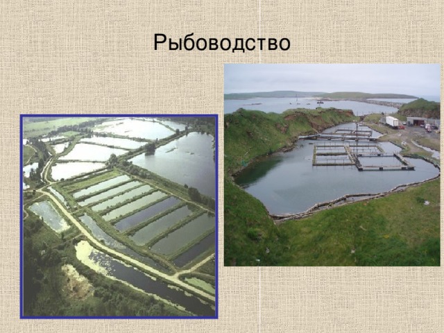 Рыбоводство 