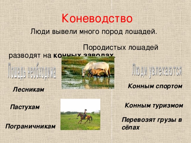 Лесникам Конным спортом Коневодство  Люди вывели много пород лошадей. Породистых лошадей разводят на конных заводах . Конным туризмом Пастухам Перевозят грузы в сёлах Пограничникам 