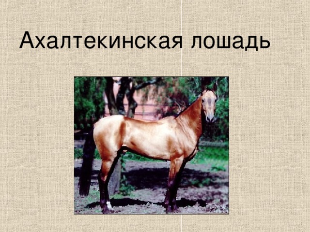 Ахалтекинская лошадь 