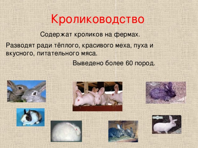 Кролиководство  Содержат кроликов на фермах. Разводят ради тёплого, красивого меха, пуха и вкусного, питательного мяса.  Выведено более 60 пород. 