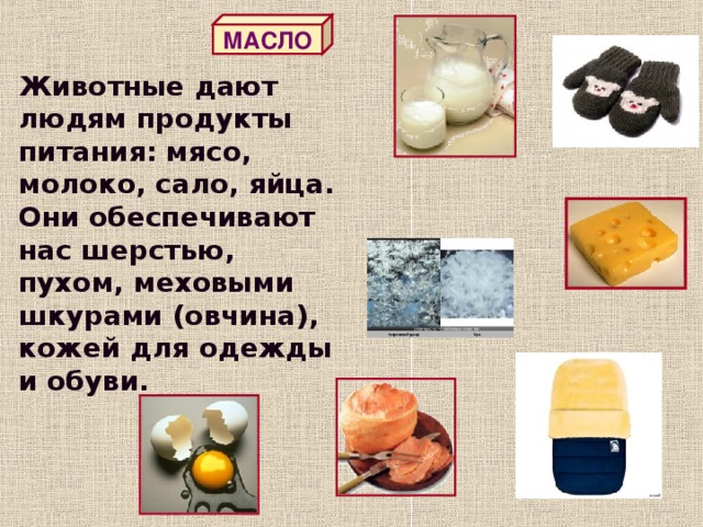 Товары дав. Животные дающие человеку продукты питания. Какие животные обеспечивают нас продуктами питания. Какие животные обеспечивают людей продуктами питания?. Какие животные дают продукты питания человеку.