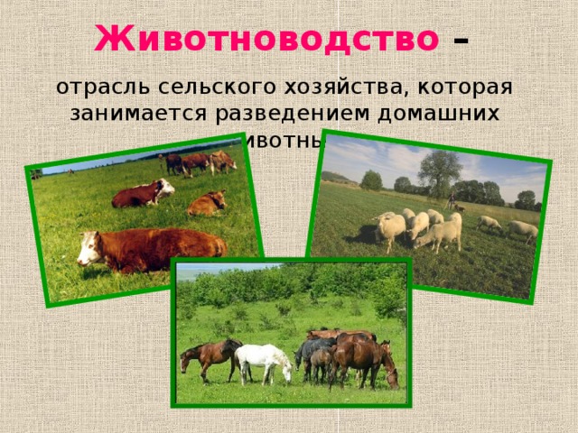Презентация: Животноводство - Окружающий мир - Презентации - 4 класс