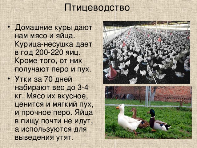 Птицеводство Домашние куры дают нам мясо и яйца. Курица-несушка дает в год 200-220 яиц. Кроме того, от них получают перо и пух. Утки за 70 дней набирают вес до 3-4 кг. Мясо их вкусное, ценится и мягкий пух, и прочное перо. Яйца в пищу почти не идут, а используются для выведения утят. 