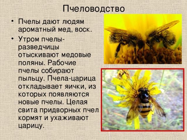 Пчеловодство Пчелы дают людям ароматный мед, воск. Утром пчелы-разведчицы отыскивают медовые поляны. Рабочие пчелы собирают пыльцу. Пчела-царица откладывает яички, из которых появляются новые пчелы. Целая свита придворных пчел кормят и ухаживают царицу. 