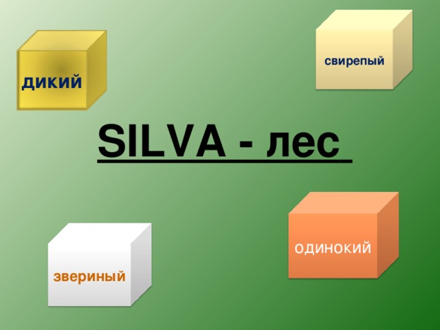 свирепый дикий SILVA - лес  одинокий звериный 13 